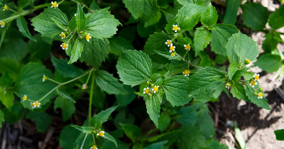Skuteczne panaceum na żółtlicę owłosioną w Twojej uprawie – jak się jej pozbyć raz na zawsze?